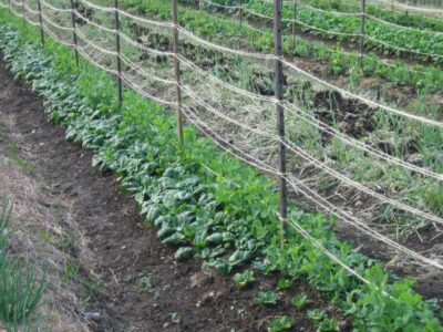 Intercropping: Companion Planting that Really Works Image
